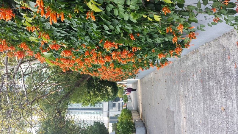 incidental people, built structure, flower, wall, tree, flowering plant, footpath, 2K, canal, leaf, orange color, architecture, water, beauty in nature