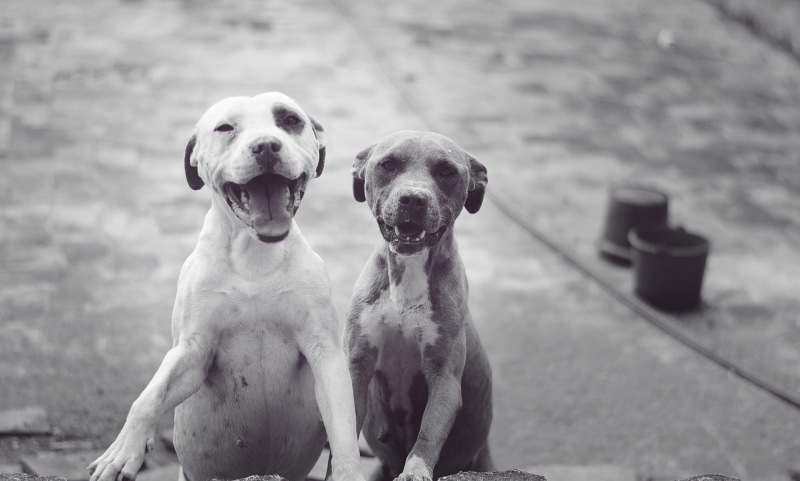 friends, 2K, byw, focus on foreground, pets, méxico, looking at camera, sitting, dog, ismael nieto, portrait, one animal, day, canine, manchas, domestic animals