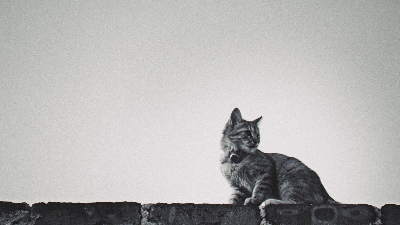 black and white, pelo, mammal, domestic, whisker, one animal, wall, no people, sitting, day, mexico, relaxation, vertebrate, yuriria, feline, looking away