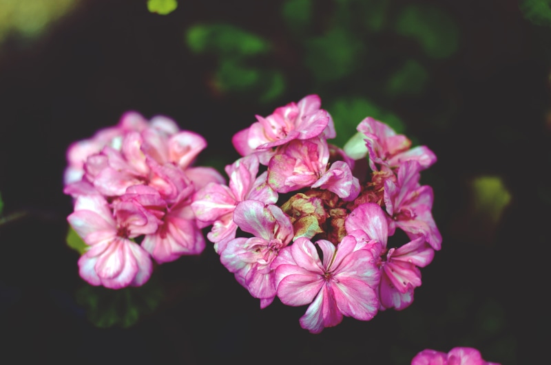 beauty in nature, purple, 5K, ismael nieto, close-up, flower, bunch of flowers, plant, flower head, no people, freshness, petal, flowering plant, pollen