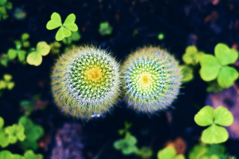 freshness, focus on foreground, macro, vulnerability, ismael nieto, spiky, flower head, day, yuriria, 5K, succulent plant, growth, no people, espinas