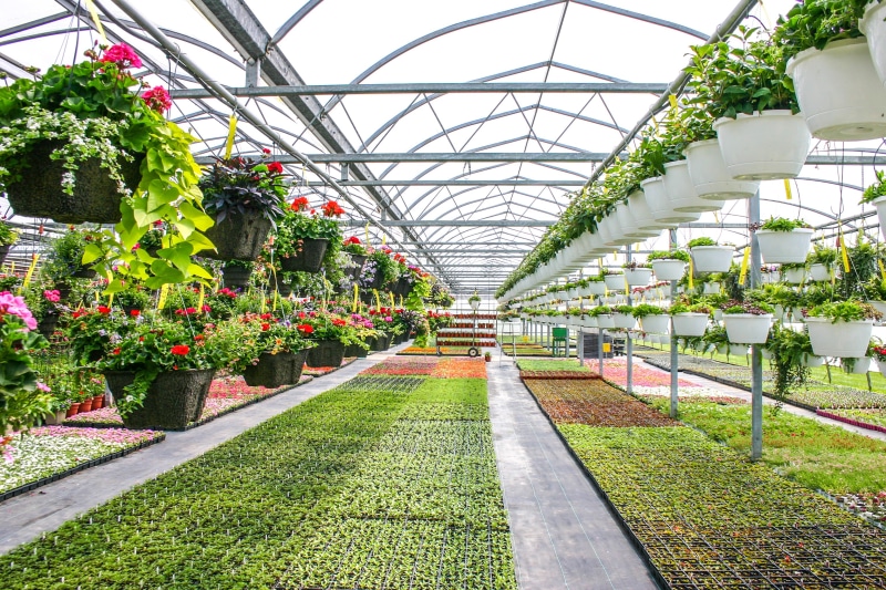 no people, diminishing perspective, hanging baskets, growth, flowering plant, indoors, built structure, greenhouse, potted plant, beauty in nature, ceiling