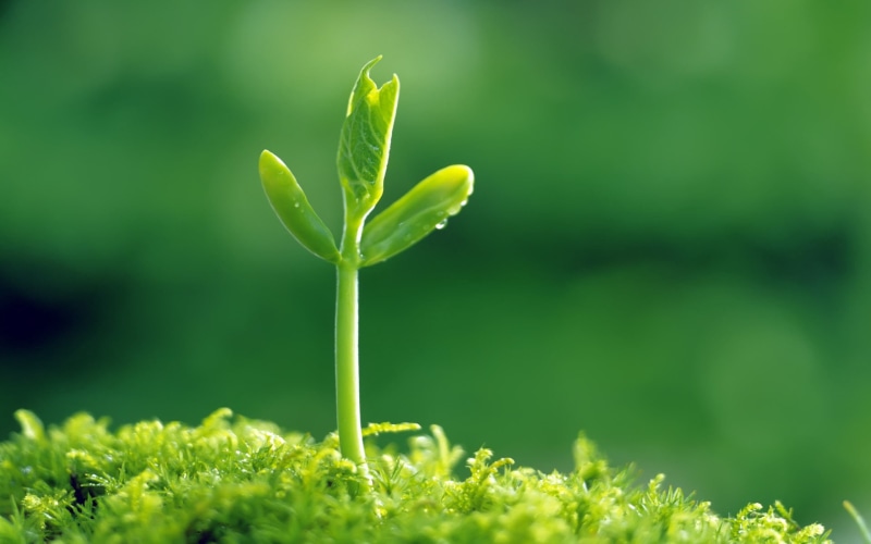 springtime, light, sapling, surface, nature, bud, organic, green, macro, season, new, growth, sprout, environmental Conservation, vulnerability, close-up