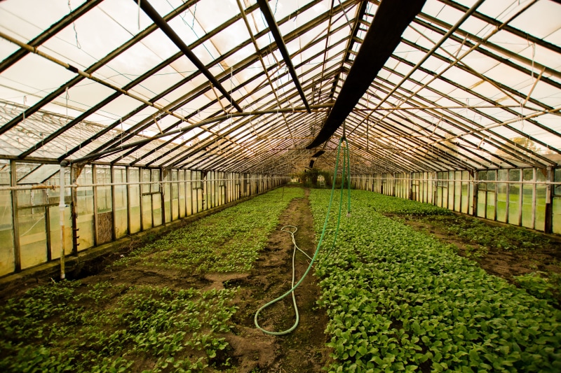 no people, grown, indoors, growth, nature, botany, 5K, greenhouse, gardening, green color, seedling, the way forward, photography, interior, field, agriculture