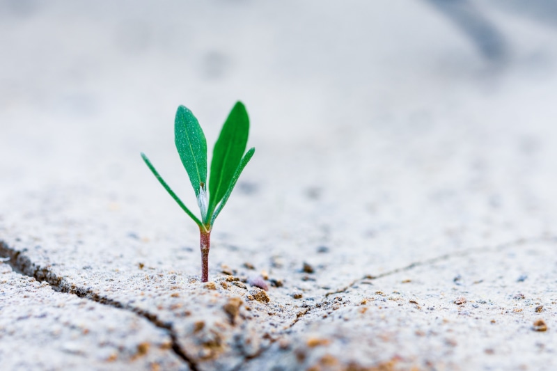4K, focus, selective focus, nature, outdoor, dry, green color, small, new life, fertile, macro, sprout, sapling, leaf, geen, soil, day, seedling, photography