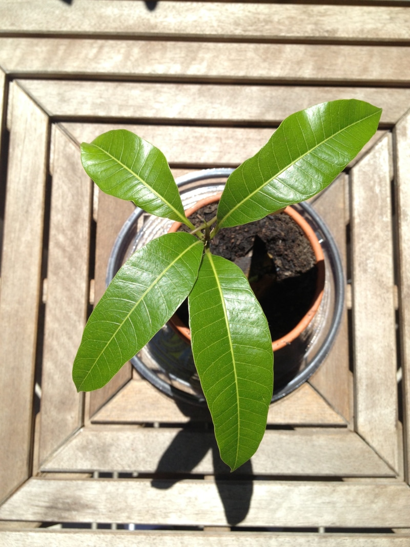 growth, close-up, 2K, high angle view, plant part, Potted, beauty in nature, freshness, tree, shadow, outdoors, wood - material, houseplant, leaf, plant