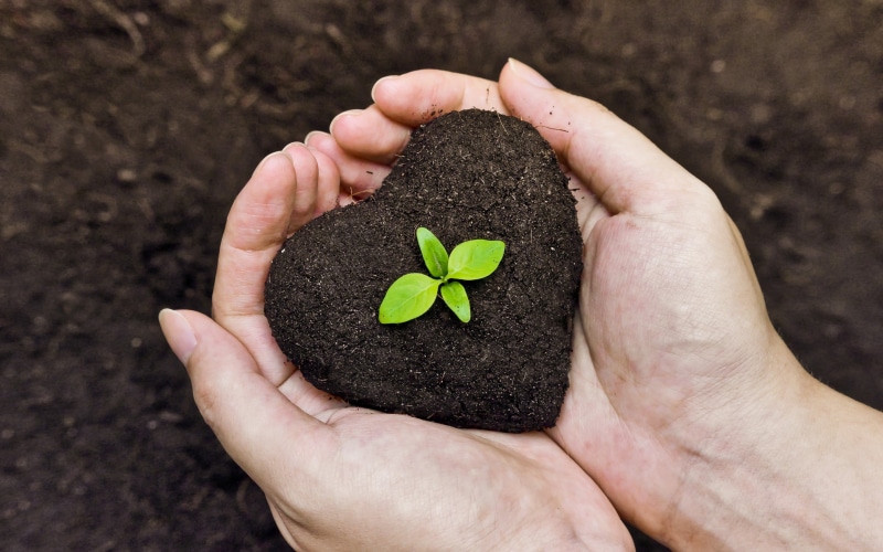 care, one person, holding, finger, dirt, leaves, leaf, human body part, hands cupped, green, plant, plant part, Love, small, seedling, outdoors, real people