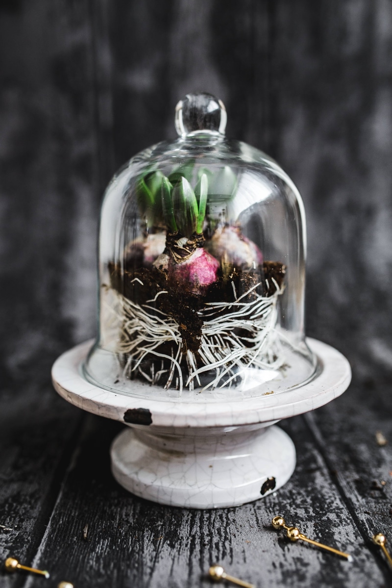close-up, pot, container, wellbeing, celebration, growing, freshness, nature, vegetable, jute, christmas, ground, glass - material, transparent, decoration