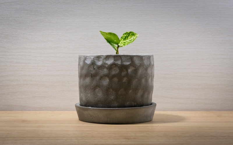 indoors, container, green, pool, table, healthy eating, pot, photo, mark cutting line, studio shot, beauty in nature, 2K, leaf, no people, gardening, the leaves