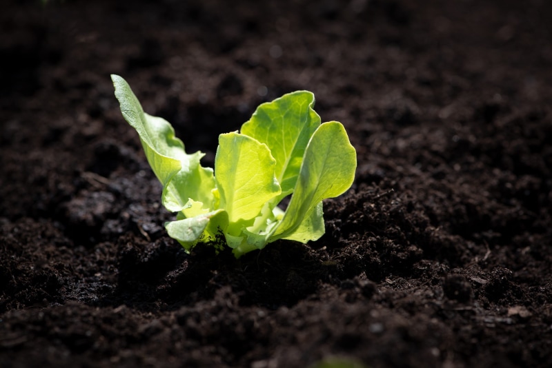 springtime, vegetable plant, seedling, salad, food and drink, nature, mud, close up, 2K, no people, green color, food, new life, lettuce, vulnerability
