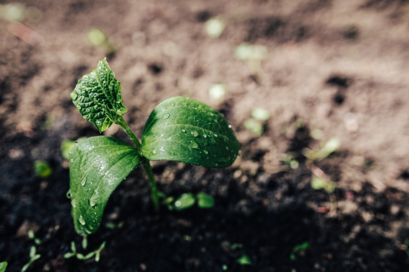 spring, plant part, agriculture, gardening, selective focus, field, hoe, close-up, plant, 5K, land, beginnings, new life, watering can, outdoors, day