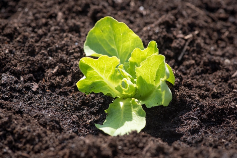 healthy, beginnings, healthy eating, springtime, mud, leaf, plant part, food and drink, vegetable garden, nature, seedling, growth, dirt, edible, vegetable