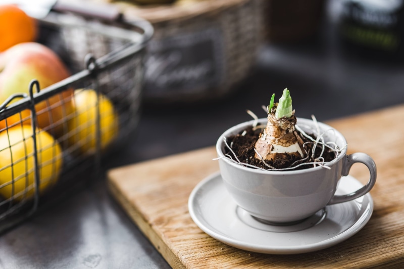 no people, coffee - Drink, mug, walnut, breakfast, indoors, fruit, little, crockery, coffee cup, 5K, nut, kitchen utensil, saucer, ready-to-eat, refreshment
