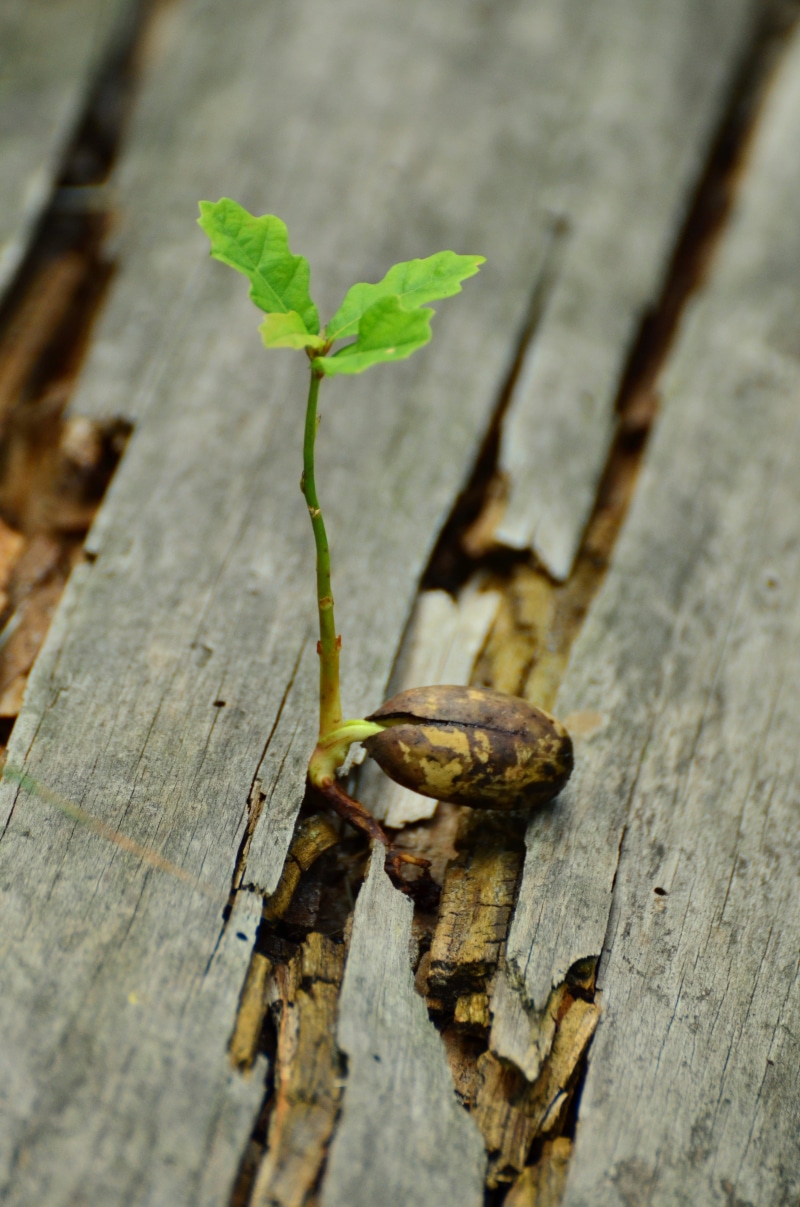 live new, leaf, green color, animals in the wild, slab, no people, wood - material, 4K, developing germ, animal wildlife, wood, outdoors, growth, high angle view