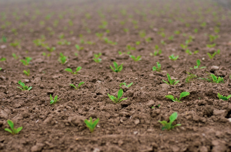 germ leaves, outdoors, scion, plug, seedlings, beginnings, land, leaf, seed bed, nature, close up, landscape, arable, gardening, field, dirt, selective focus