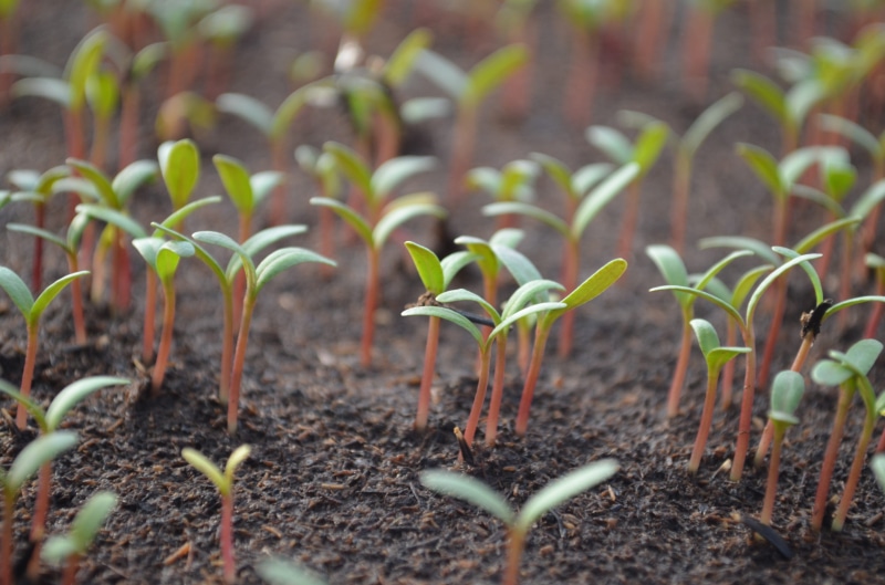 bio, dirt, plant, the sapling, green color, outdoors, day, no people, gardening, tranquility, plantation, tomato, nature, leaf, grow, shoots, vegetable