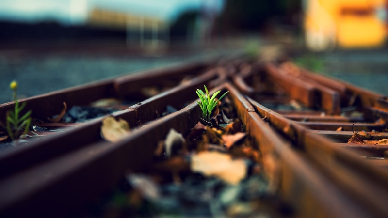 1080P, growth, close-up, seedling, outdoors, surface level, selective focus, day, railroad track, food and drink, plant, plant part, nature, leaf, transportation