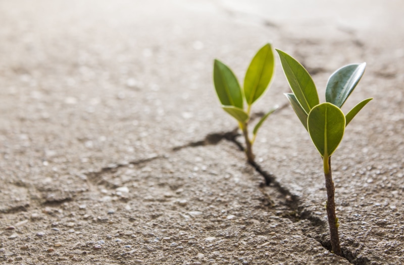 concepts, bud, nature, survival, stem, 2K, background, protection, botany, HD, land, sunlight, leaves, dirt, widescreen, growth