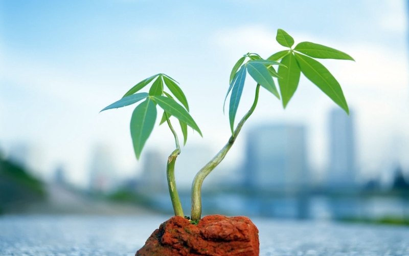 focus on foreground, earth, development, plant, water, day, small, houseplant, leafed, nature, forest, leaves, table, food and drink, close-up, growth