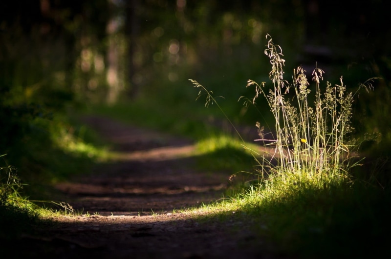 field, no People, green, backgrounds, rural Scene, plant, scenics, day, the way forward, landscape, trail, woodland, photography, sunlight, light - Natural Phenomenon