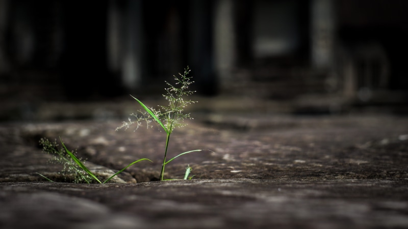 wood - material, leaf, determination, plant, no people, 5K, beauty in nature, outdoors, seedling, selective focus, dark, rock, dirt, strength, land, surface level