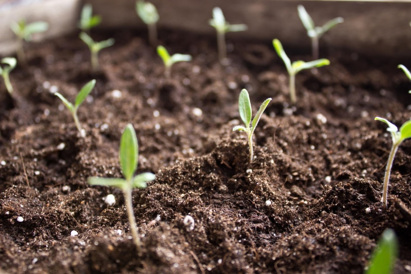seedling, nature, plant, new life, ground, growth, gardening, beginnings, 1080P, vulnerability, plantation, small, selective focus, mud, no people, plant part