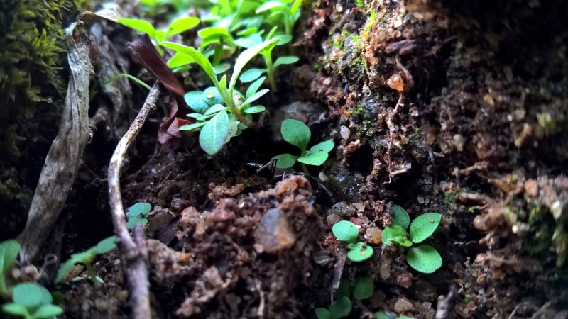 tree trunk, plant part, dirt, growth, green color, nature, plant, outdoors, leaves, bark, beauty in nature, selective focus, land, seedling, trunk, day