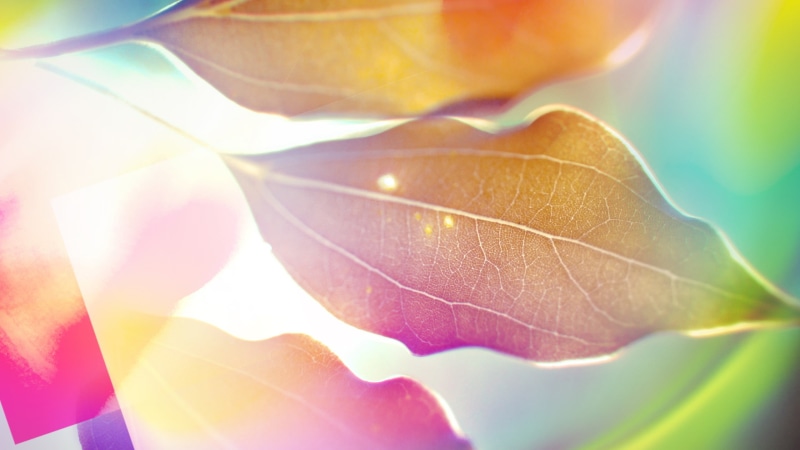 softness, light - natural phenomenon, leaf, colorful, abstract backgrounds, nature, sunlight, lens flare, depth of field, plant part, no people, green