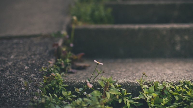 outdoors, plants, no people, transportation, leaf, selective focus, depth of field, white, beauty in nature, wood - material, plant, nature, leafed, flowers