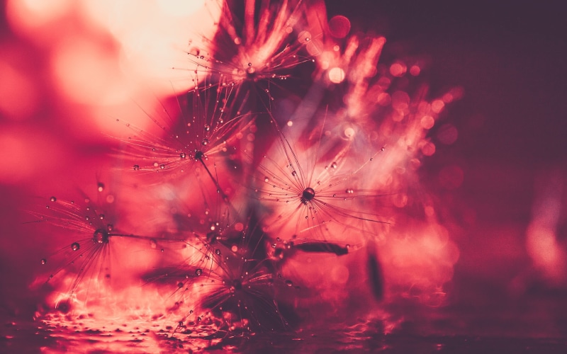 black, celebration, motion, filter, 2K, water drops, vulnerability, plant, event, fragility, outdoors, macro, plants, firework, flowering plant, no people