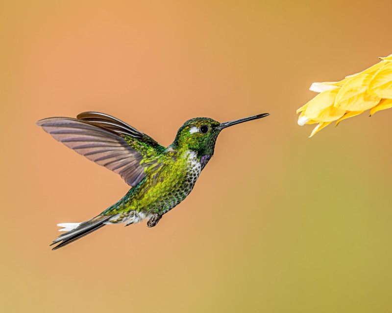 spread Wings, yellow, hummingbird, aviary, gray, songbird, bird, flower, green, Lens, whitetip, 4K, nature, iridescent, wildlife, hovering, animal, near