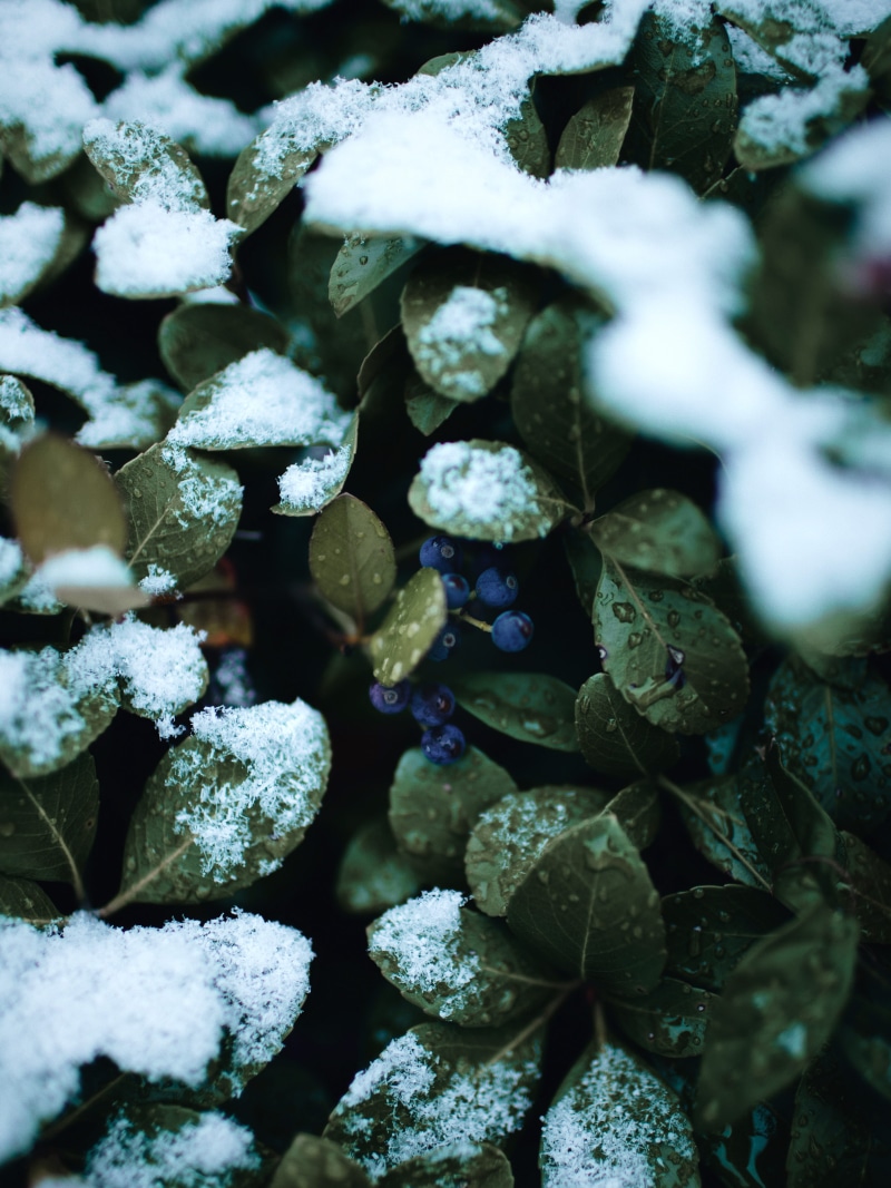heart, hail, leaf, no people, 5K, food and drink, bib, green color, plant part, winter, cold temperature, ice, leafed, beauty in nature, food, outdoors