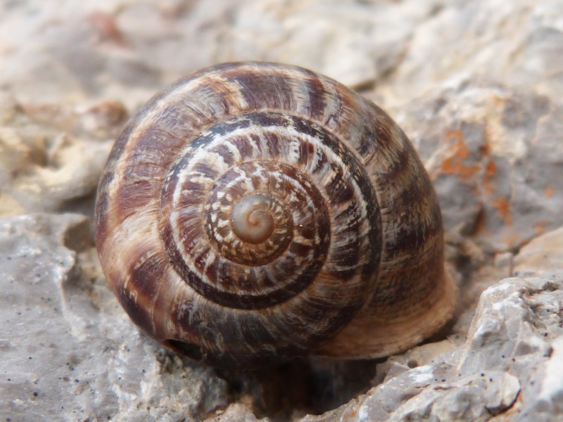 rock, brown, rock - object, day, nature, outdoors, shell, animal, mollusk, molluscum, natural pattern, close-up, invertebrate, 4K, spiral, solid, animal wildlife