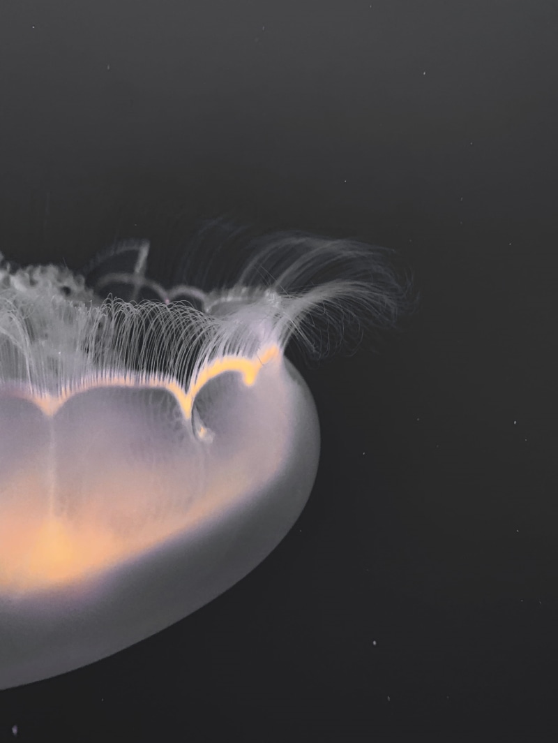 blurred motion, monterey, 2K, sky, studio shot, night, united states, astronomy, conch, gray, no people, water, starfish, invertebrate, octopus, manta ray