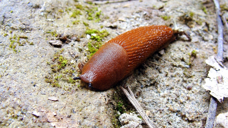 animal body part, gastropod, brown, close-up, antennas, molluscum, slug, no people, invertebrate, snail, animals in the wild, day, animal antenna, animal themes