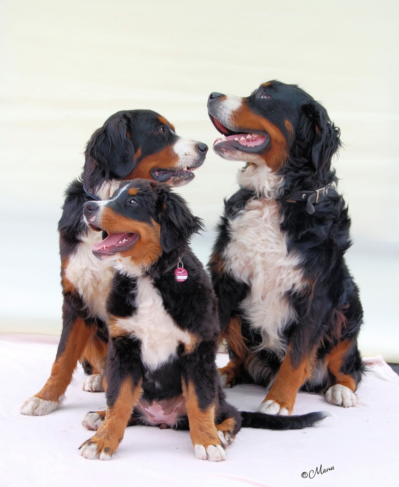 image, indoors, animal, group of animals, white bib, domestic, dog, black color, mammal, good, 1080P, pets, vertebrate, looking away, sitting, no people