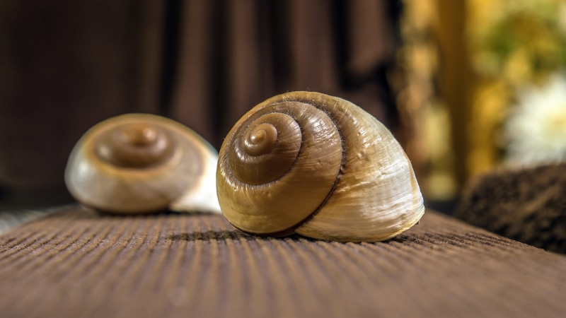 close, food, wood - material, small, animal shell, animal themes, gastropod, shell, no people, zen, animal wildlife, animal, animal body part, exoskeleton