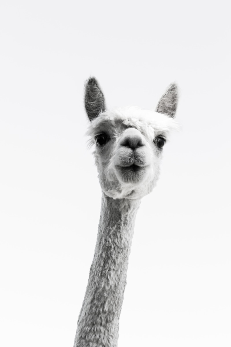 alertness, cute, studio shot, animal, animal head, copy space, curious, wool, needlework, ostrich, agriculture, looking at camera, black white, vertebrate