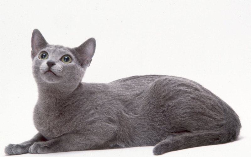 cat, 2K, curious, russian blue cat, blue, russian, cute