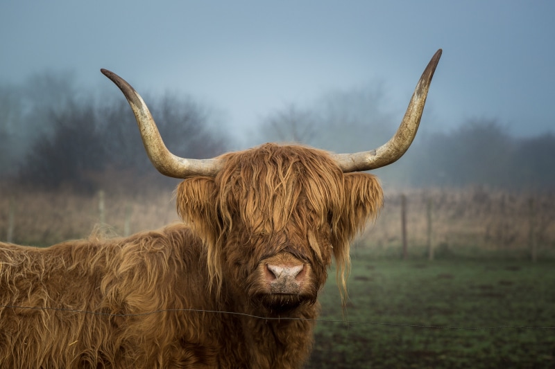 land, animal themes, herbivorous, curious, pets, highland cattle, no people, cow, animal wildlife, livestock, mammal, domestic animals, farm, stare, hairy