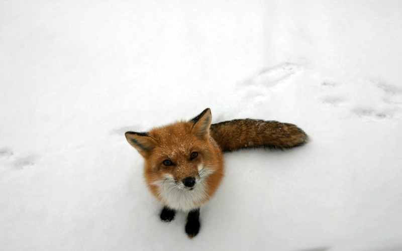 720P, winter, animals, curious, nature, snow, fox