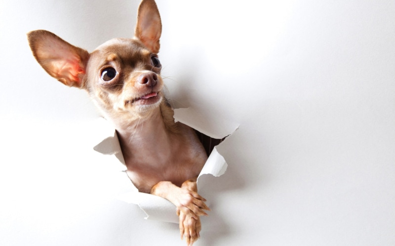 chihuahua, 2K, background, curious, puppy, funny