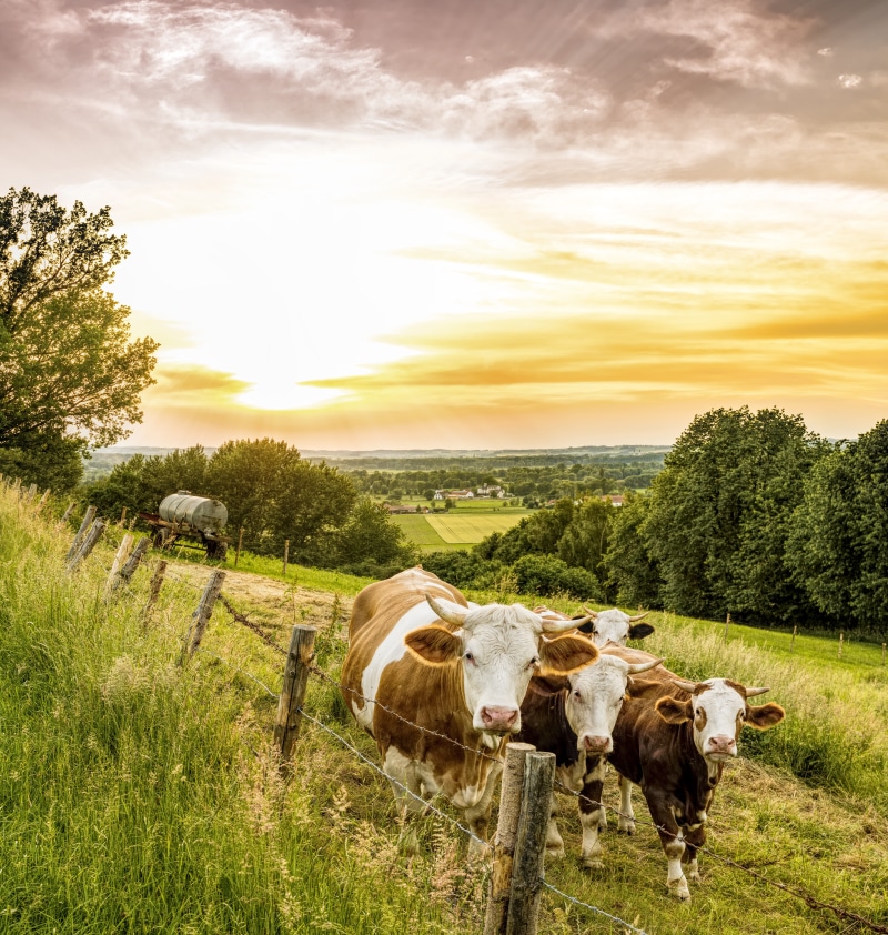 plant, domestic, graze, no people, agriculture, grassfield, atmosphere, mountains, curious, daytime, livestock, sunset, herd, pets, outdoors, field, animal