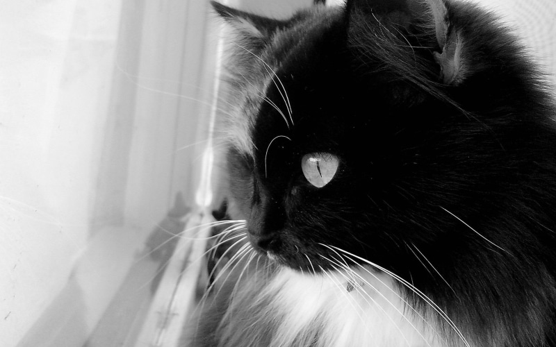 2K, loafer, persian, window, black, white, cute, cat, curious
