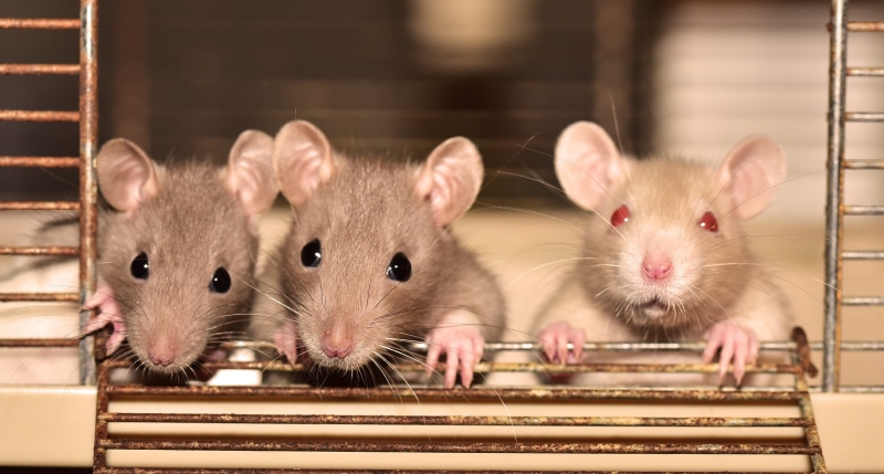 color rats, portrait, curious, furry, animal world, animals of lovers of, group of animals, hamster, indoors, sweet, looking at camera, vertebrate, cage