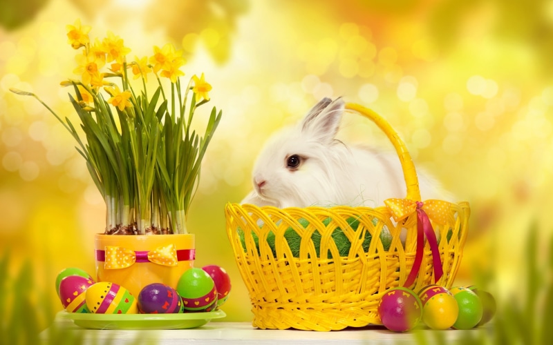 rabbit, white, easter eggs 2014, easter eggs, curious, 2K, 2014 easter, 2014 easter eggs