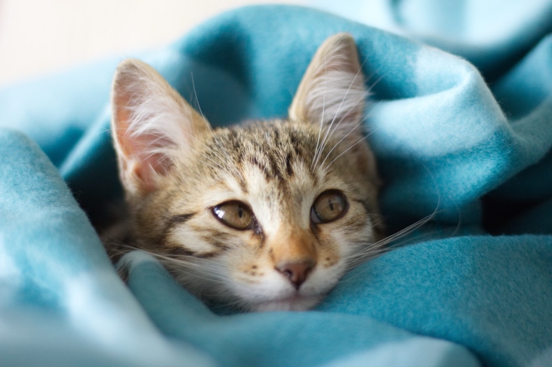 kitten, furry, furniture, whisker, adorable, animal, pet, cute, domestic cat, feline, cat, kitty, young animal, eyes, portrait, pets, curious, mammal, no people