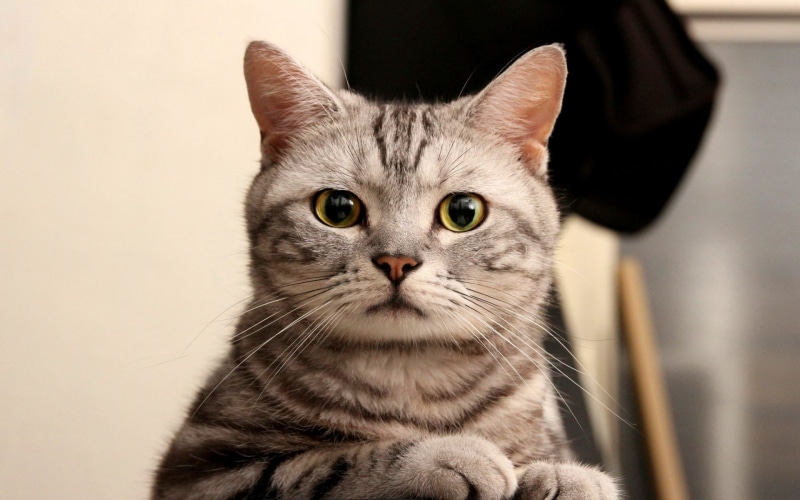 cat, kitty, curious, 1080P