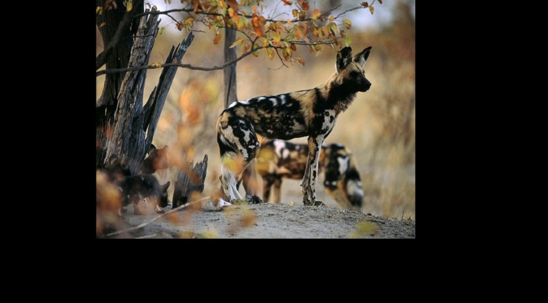 curious, african wild dog, pups, dog, carnivora, 1080P, lycaon pictus, mother, animals, canidae
