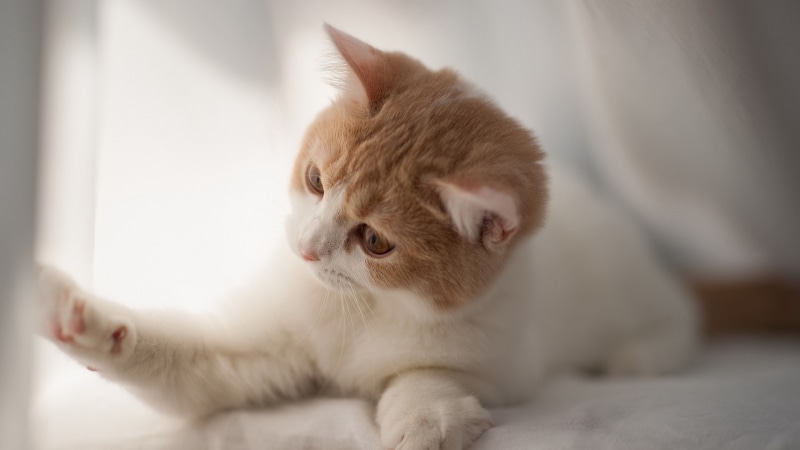 Curious, Cute, 1080P, Cat